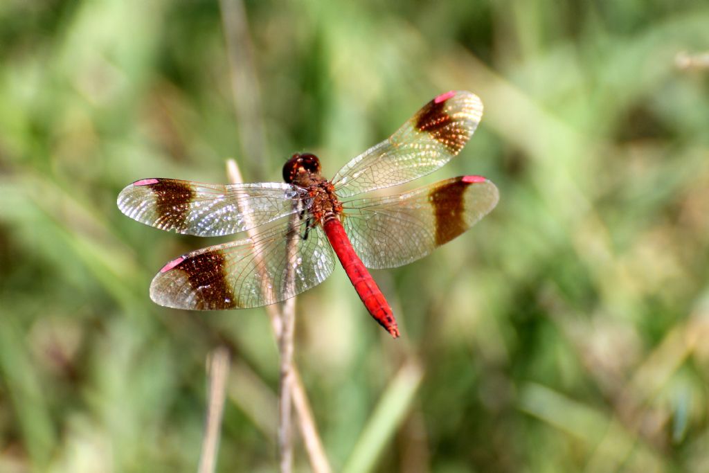 Sympetrum pedemontanum maschio